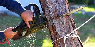 Best Arborist Consultation Services  in Marriott Slaterville, UT