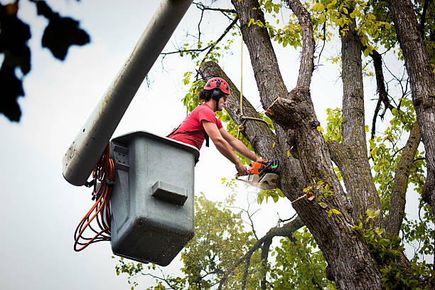 Best Fruit Tree Pruning  in Marriott Slaterville, UT